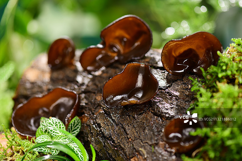 树干上的木耳图片素材