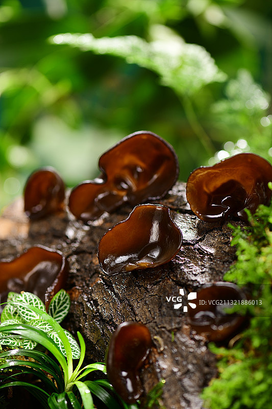 树干上的木耳图片素材