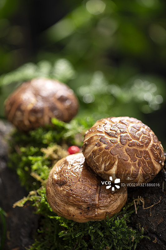 香菇图片素材