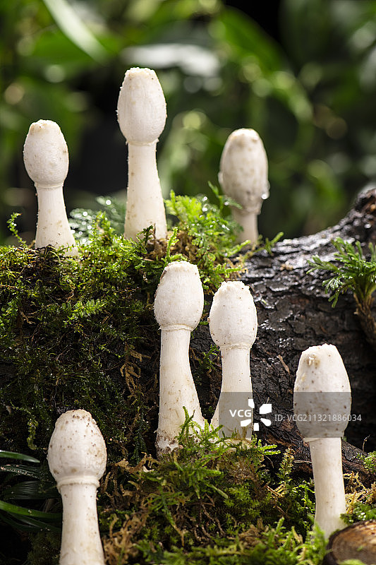 鸡腿菇图片素材