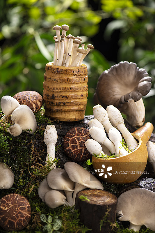 丰富的菌类图片素材