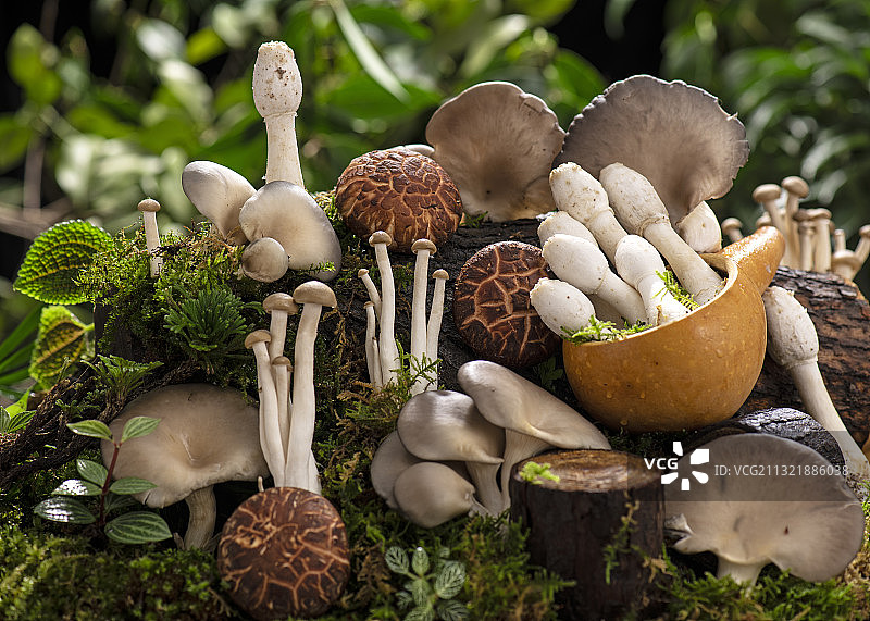 丰富的菌类图片素材