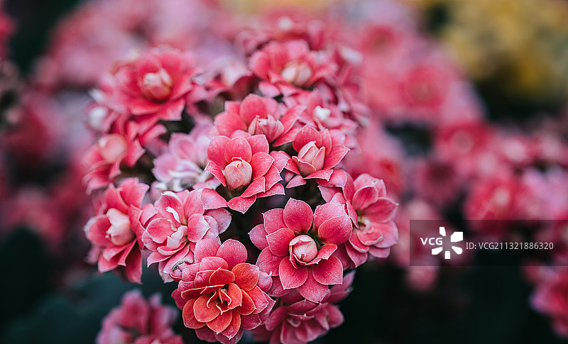 盆栽长寿花特写图片素材