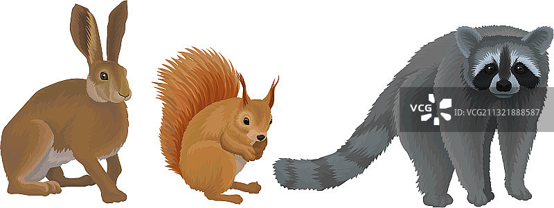 森林中的野生哺乳动物：野兔和浣熊图片素材