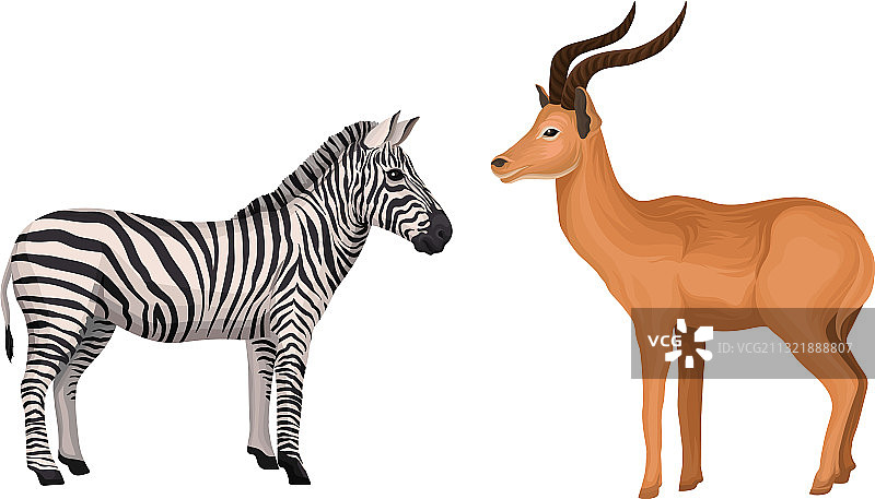非洲条纹斑马和带角羚羊图片素材