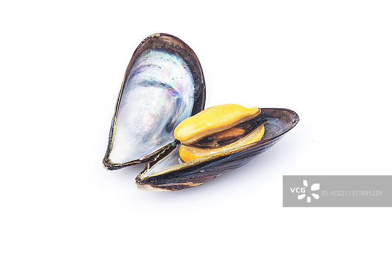 青口贝图片素材