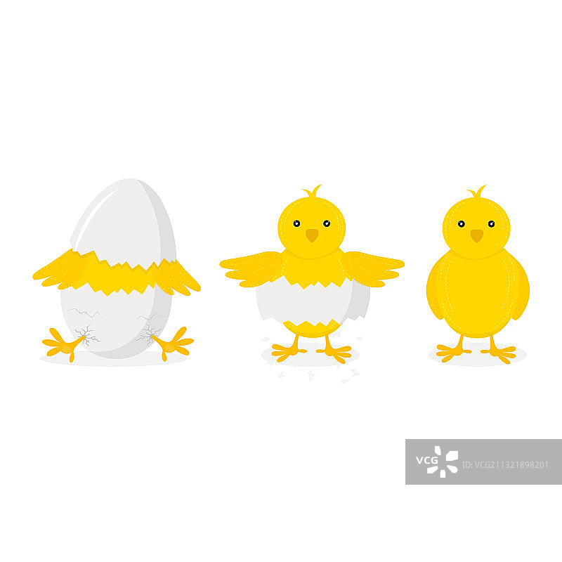 卡通小鸡孵化阶段，白色背景图片素材