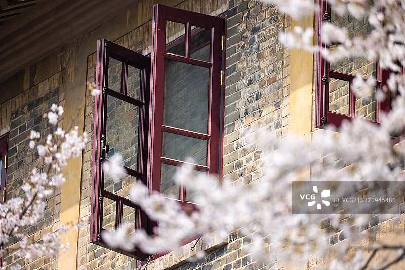 武汉大学樱花图片素材