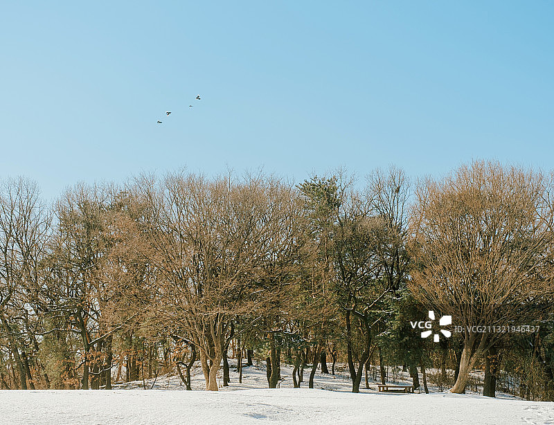 冬季奥运公园雪花背景自然风光照片图片素材
