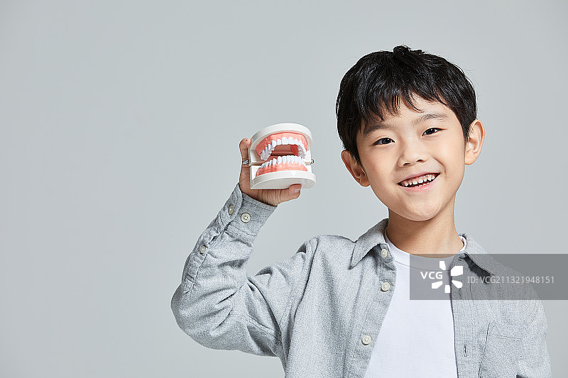 牙齿、牙齿健康、牙科保险、牙齿模型图片素材