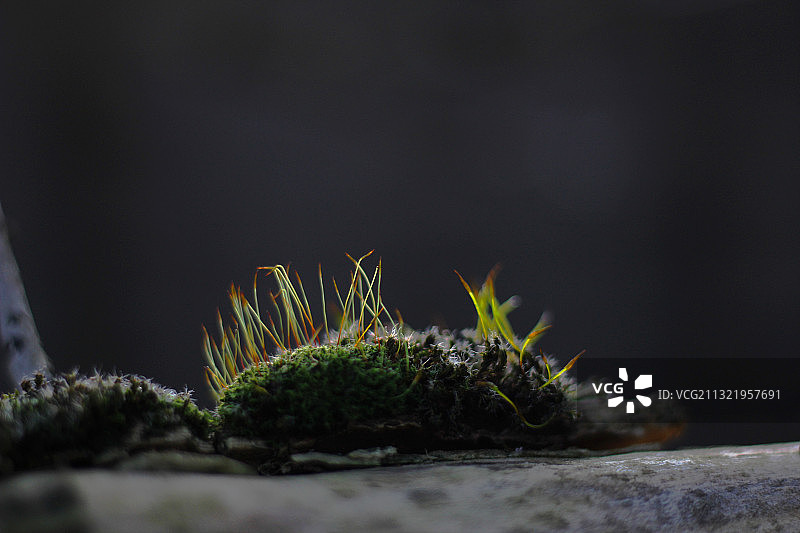 岩石上生长的苔藓特写图片素材