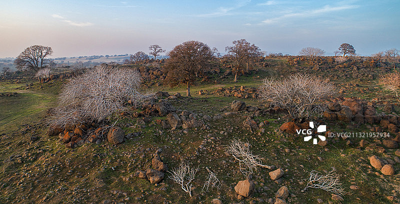 美国加利福尼亚州斯坦尼斯劳斯县，绿地上仰望天空的树木图片素材
