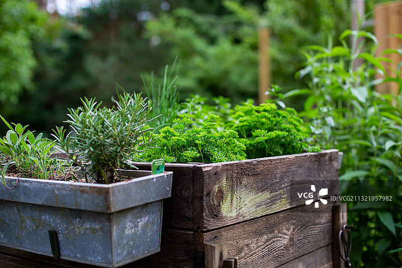 桌子上盆栽植物的特写图片素材