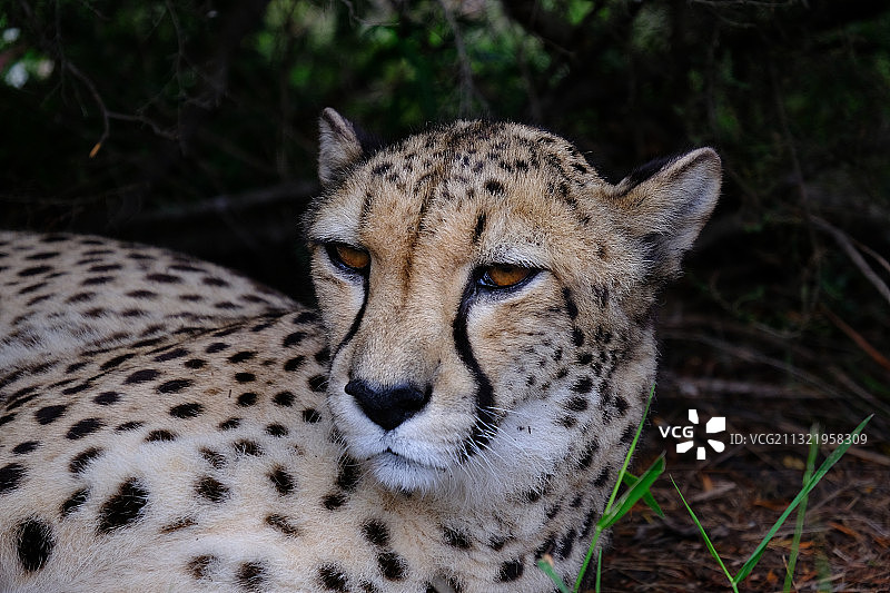 豹子特写图片素材