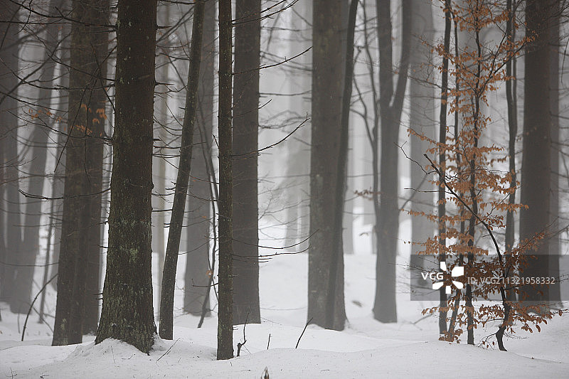 冬季森林中的树木，日耳曼尼亚，德国图片素材