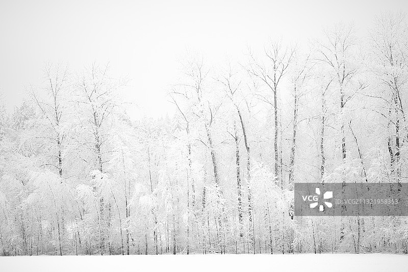 华盛顿州雷德蒙德雪景特写图片素材