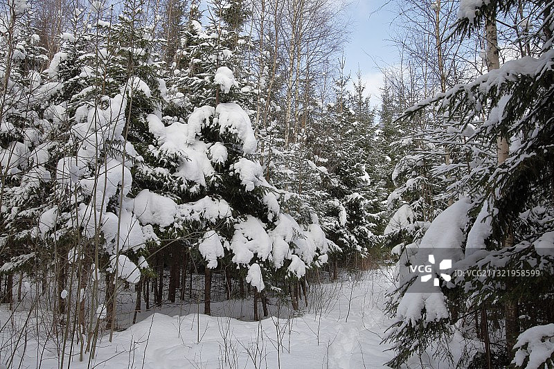 白雪覆盖的田野上的树木图片素材