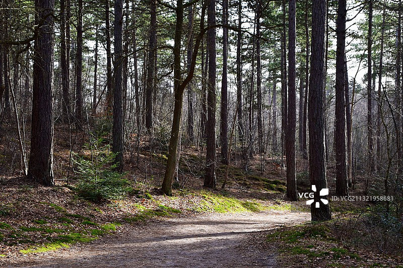 荷兰斯库尔的森林中的树木图片素材