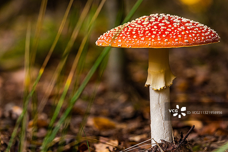 田野上的苍蝇木耳蘑菇特写图片素材