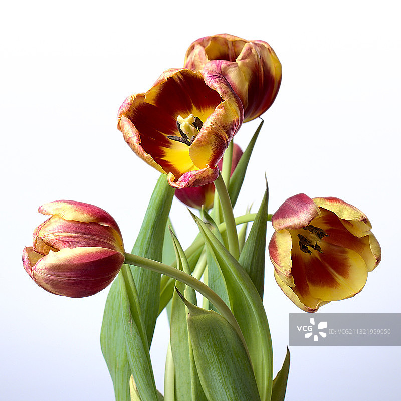 白色背景下的郁金香特写图片素材