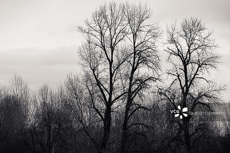 美国俄勒冈州科瓦利斯天空下光秃秃的树木仰视角度图片素材