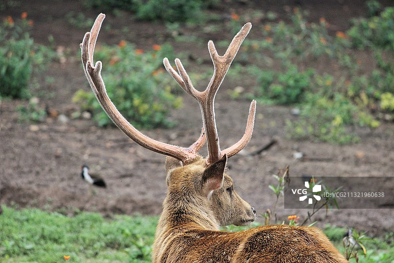 田野上鹿的特写图片素材