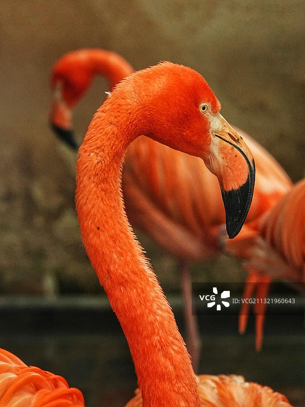 火烈鸟图片素材