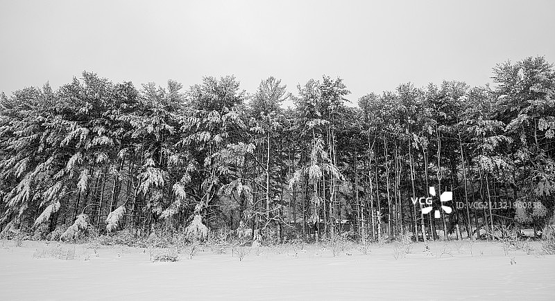 新泽西州的雪地树木图片素材