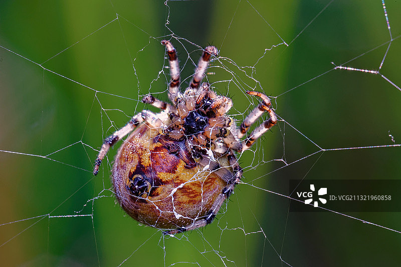 俄罗斯：蜘蛛网上的蜘蛛特写图片素材