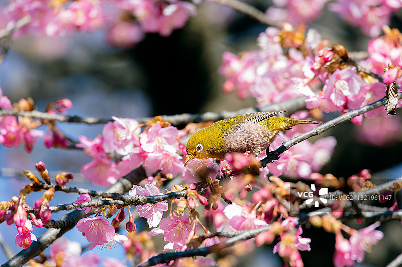 栖息在樱花上的雀鸟特写图片素材