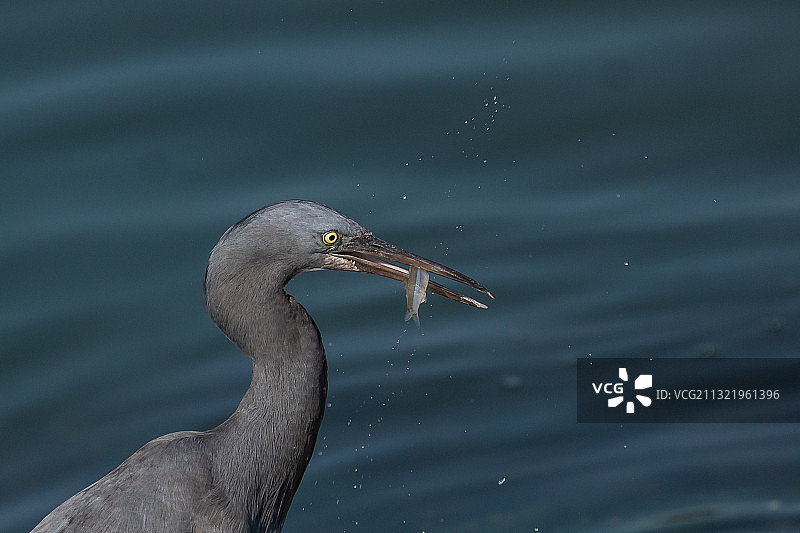 苍鹭特写，香港黄金海岸径栖息图片素材