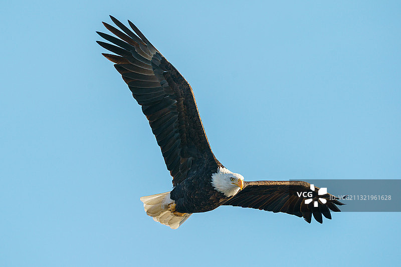 美国爱荷华州贝滕多夫的秃鹰在蔚蓝天空飞翔的低角度景观图片素材