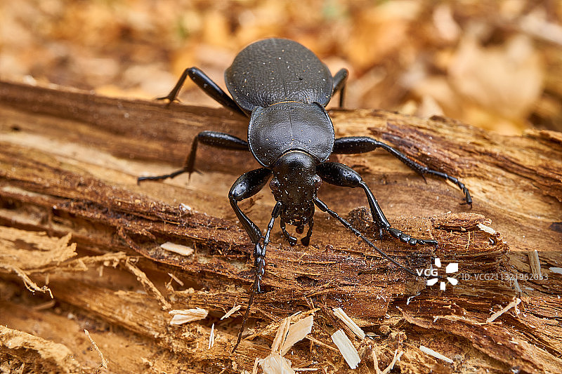 德国罗滕堡内卡河畔木头上的昆虫特写图片素材