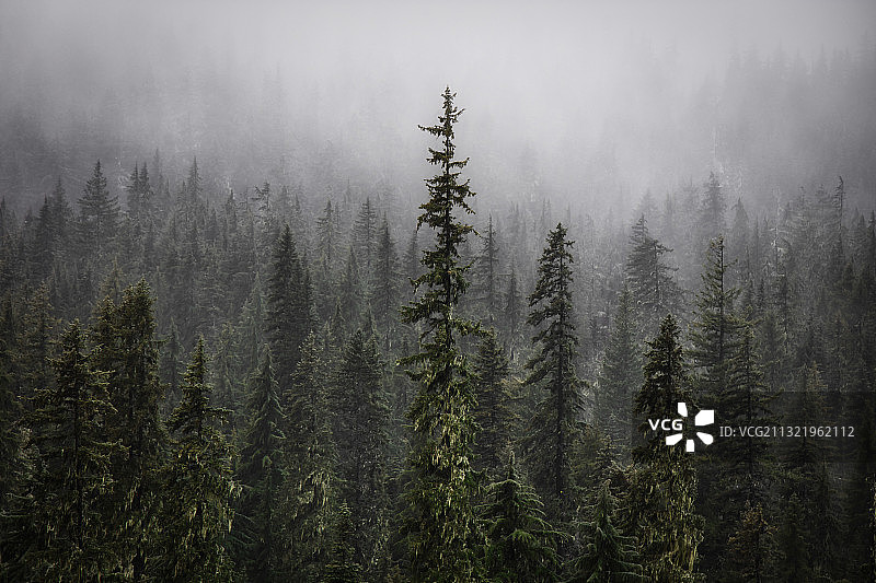 美国俄勒冈州威拉米特国家森林的雾天松树林全景图片素材