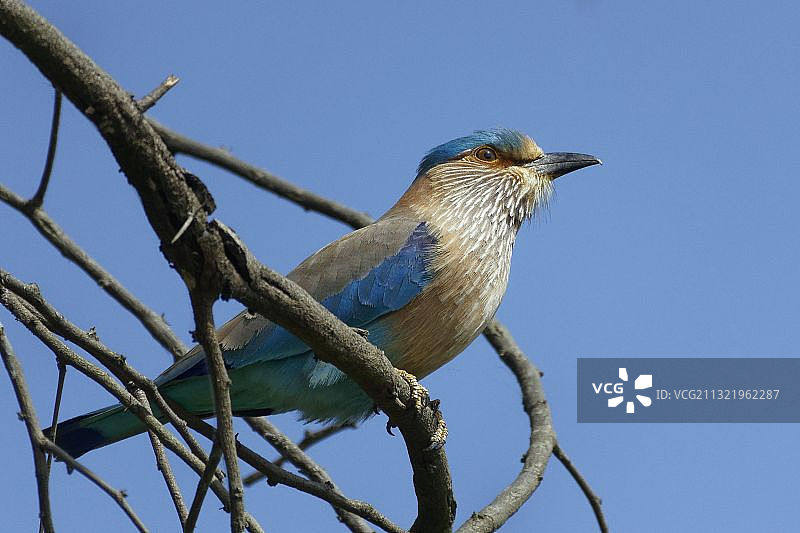 热带鸟类栖息在树枝上的仰视视角图片素材