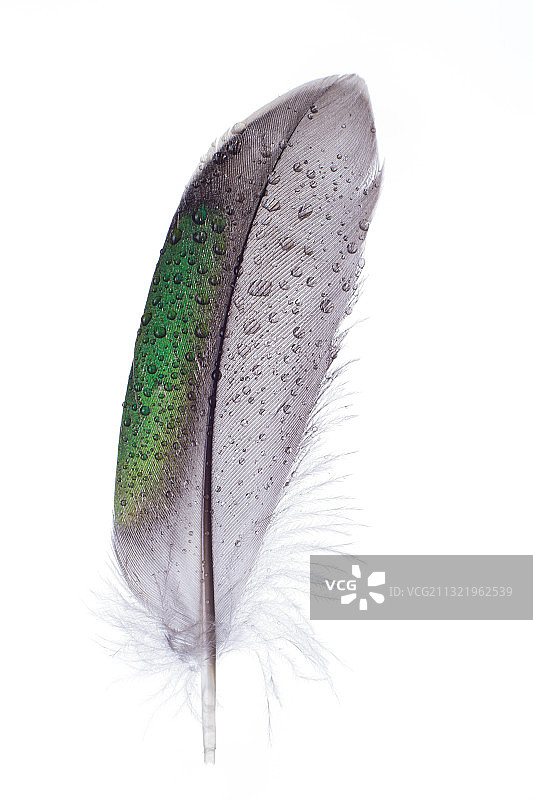 白色背景上的羽毛特写，英国图片素材