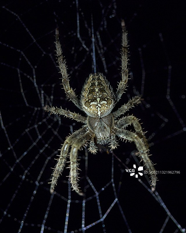 蜘蛛网上的蜘蛛特写图片素材