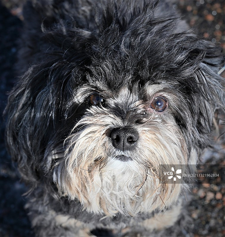 美国科罗拉多州丹佛市的膝上西施犬特写图片素材