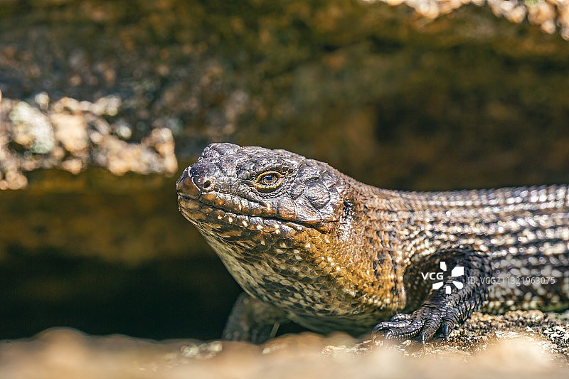 澳大利亚首都领地科特河方形岩石步道上的鬣蜥特写图片素材