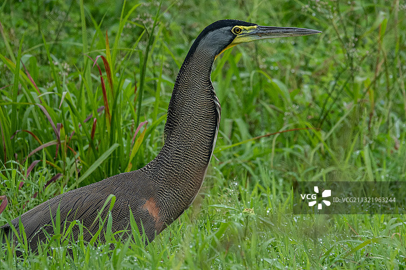 哥斯达黎加栖息在草地上的苍鹭特写图片素材