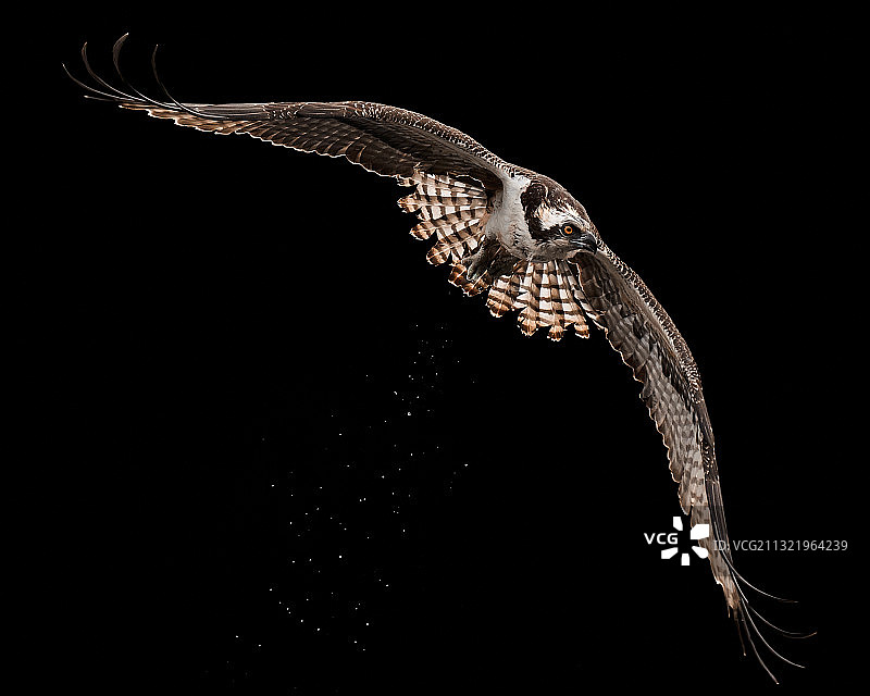 黑色背景下的蛇的特写图片素材