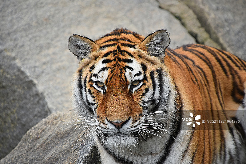 老虎特写肖像图片素材