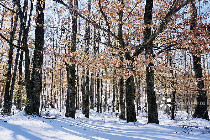 冬季雪原上的树木，美国密西西比州图片素材