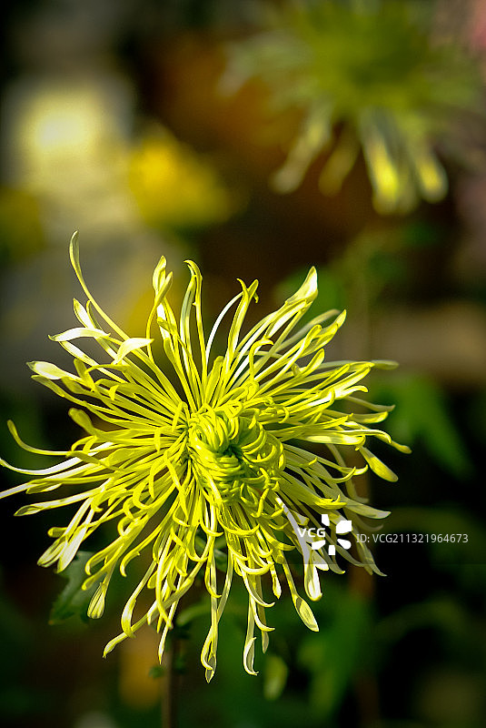 菊花 黄色 绿色 红色盛开花朵图片素材