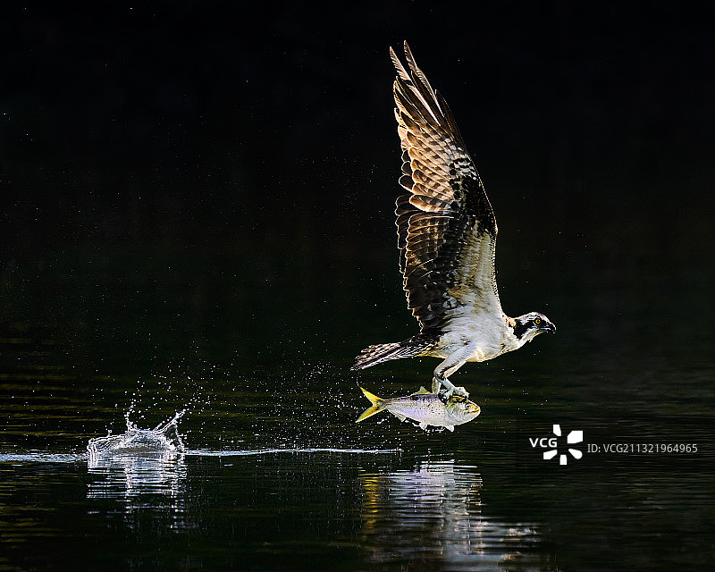 鱼鹰飞过湖面的特写图片素材