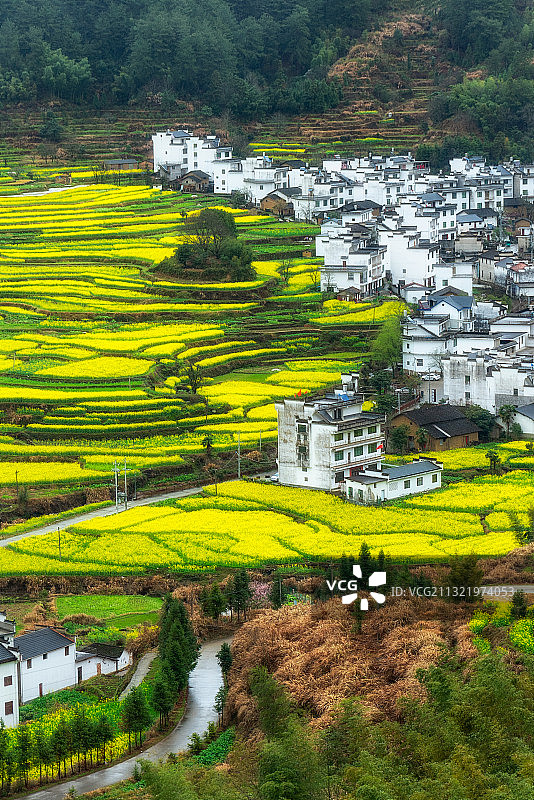 江西婺源篁岭油菜花图片素材