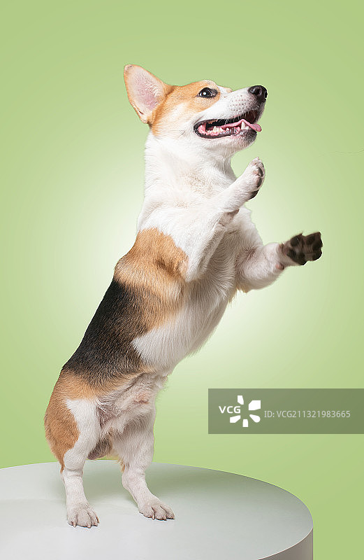 Corgi 跳跃的柯基图片素材