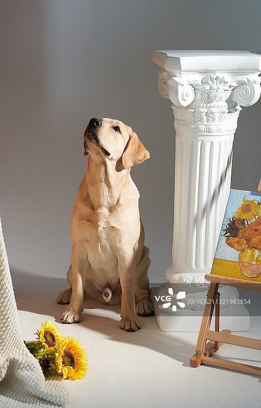 拉布拉多犬Labradors图片素材