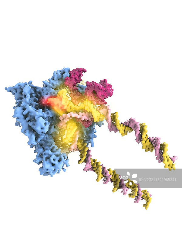 RNA聚合酶II和TFIIB图片素材