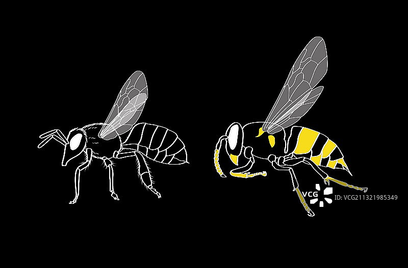 蜜蜂和黄蜂解剖结构，艺术作品图片素材